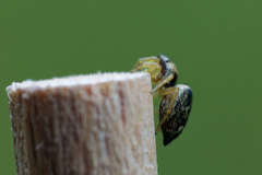 Heliophanus flavipes