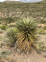 Yucca faxoniana