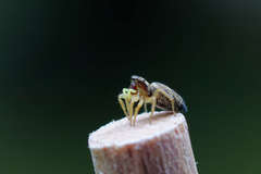 Heliophanus flavipes