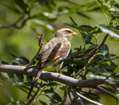 Lanius corvinus