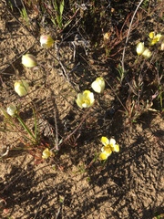 Hesperomecon linearis