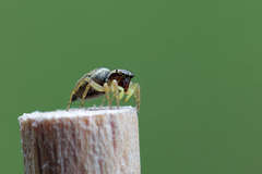 Heliophanus flavipes