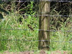 Tiaris olivaceus pusillus