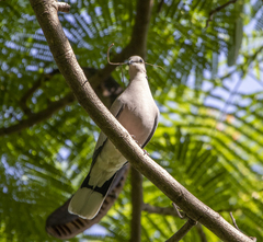 Streptopelia vinacea