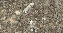 Zeuzera multistrigata