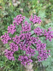 Lomatium columbianum