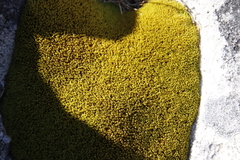 Crossidium spiralifolium