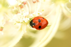 Coccinella quinquepunctata