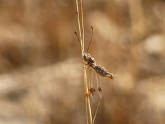Deleproctophylla australis