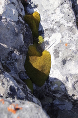 Crossidium spiralifolium