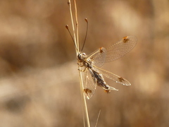 Deleproctophylla australis