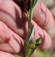 Epilobium glaberrimum glaberrimum