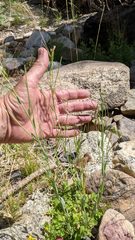 Epilobium glaberrimum glaberrimum