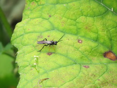 Tenthredo mandibularis