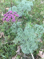 Lomatium columbianum
