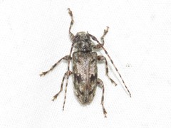 Aegomorphus modestus