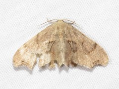 Calledapteryx dryopterata