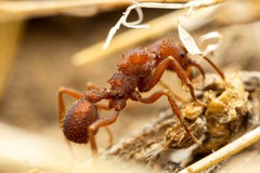 Trachymyrmex desertorum