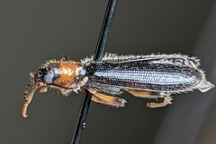 Cymatodera bicolor