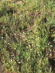 Hesperomecon linearis