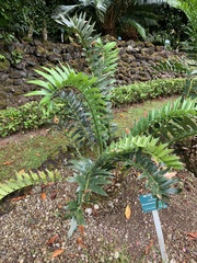 Encephalartos arenarius