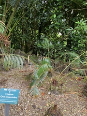 Cycas sexseminifera