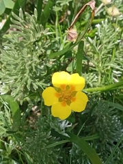 Potentilla candicans