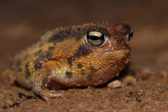Breviceps namaquensis