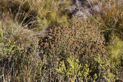 Seriphium cinereum