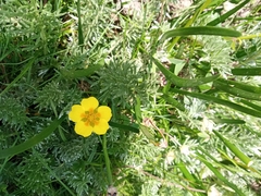 Potentilla candicans