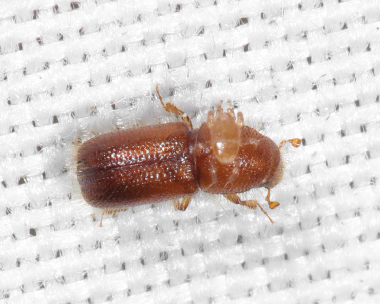 Faber Spruce Bark Beetle