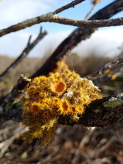 Teloschistes puber