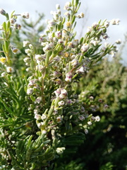 Eriocephalus racemosus
