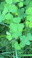 Oxalis stricta