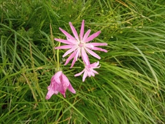 Scorzonera rosea