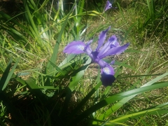 Iris macrosiphon