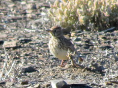 Galerida magnirostris sedentaria