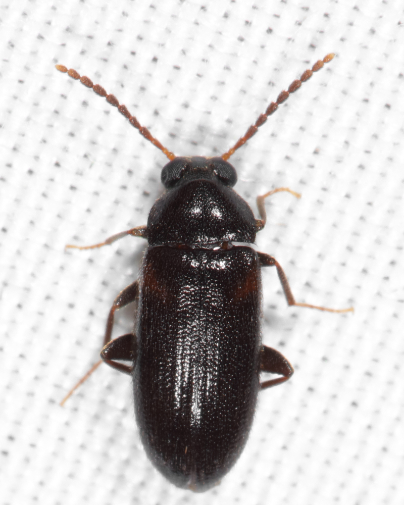 Mycetochara foveata