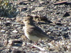 Galerida magnirostris sedentaria