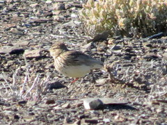 Galerida magnirostris sedentaria