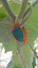 Edessa rufomarginata