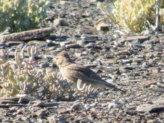 Galerida magnirostris sedentaria