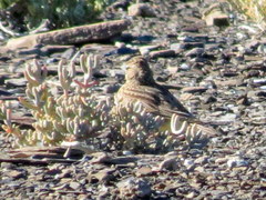 Galerida magnirostris sedentaria