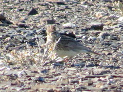 Galerida magnirostris sedentaria