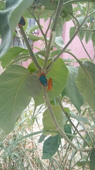 Edessa rufomarginata