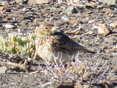Galerida magnirostris sedentaria