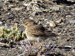 Galerida magnirostris sedentaria
