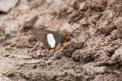 Coeliades forestan forestan