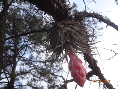 Tillandsia macdougallii