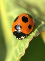 Coccinella septempunctata